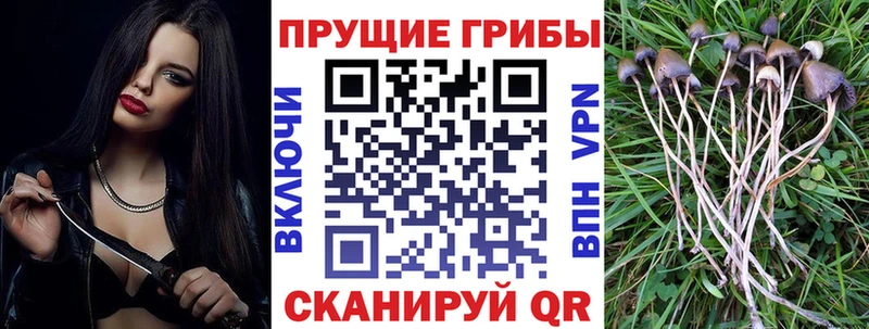 наркота  Радужный  Псилоцибиновые грибы мицелий 